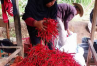 Harga cabai merah memicu inflasi.