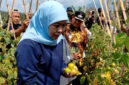 Borong 1,3 Ton Tomat Rp4.000 Per Kilo, Khofifah Minta Bupati dan Wali Kota Ikut Bantu Serap Panen Petani Cegah Deflasi Sumber : miftakhul erfan