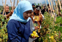 Borong 1,3 Ton Tomat Rp4.000 Per Kilo, Khofifah Minta Bupati dan Wali Kota Ikut Bantu Serap Panen Petani Cegah Deflasi Sumber : miftakhul erfan
