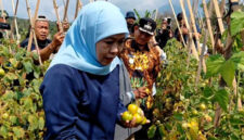 Borong 1,3 Ton Tomat Rp4.000 Per Kilo, Khofifah Minta Bupati dan Wali Kota Ikut Bantu Serap Panen Petani Cegah Deflasi Sumber : miftakhul erfan