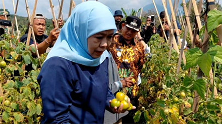 Borong 1,3 Ton Tomat Rp4.000 Per Kilo, Khofifah Minta Bupati dan Wali Kota Ikut Bantu Serap Panen Petani Cegah Deflasi Sumber : miftakhul erfan