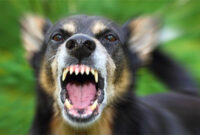 Foto: Ilustrasi rabies (Getty Images/iStockphoto/tverkhovinets)