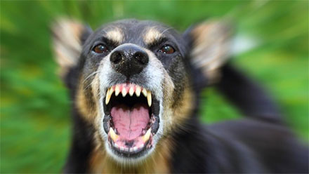 Foto: Ilustrasi rabies (Getty Images/iStockphoto/tverkhovinets)