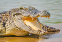 Ilustrasi Buaya. Foto: Shutter Stock