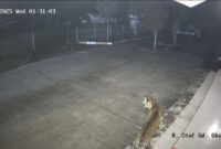 Harimau sumatra terekam kamera CCTV milik BRIN di Agam, Rabu (15/10/2025) dini hari. Foto: ANTARA/BKSDA Sumbar
