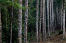 Ilustrasi hutan dan penanaman pohon. Foto: KLHK
