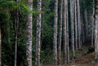 Ilustrasi hutan dan penanaman pohon. Foto: KLHK
