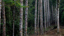 Ilustrasi hutan dan penanaman pohon. Foto: KLHK
