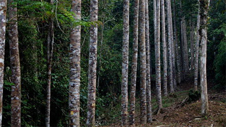 Ilustrasi hutan dan penanaman pohon. Foto: KLHK
