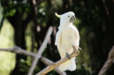 Burung kakaktua kecil jambul kuning. Foto: Wisnu Kusuma/Shutterstock
