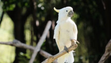 Burung kakaktua kecil jambul kuning. Foto: Wisnu Kusuma/Shutterstock
