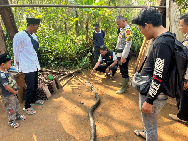 Ular king cobra mati dengan kepala tertancap tongkat kayu. Foto: Dok. Polres Sukabumi
