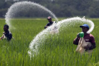 ILUSTRASI - Petani sedang memupuk padi (FOTO: mypsdc)