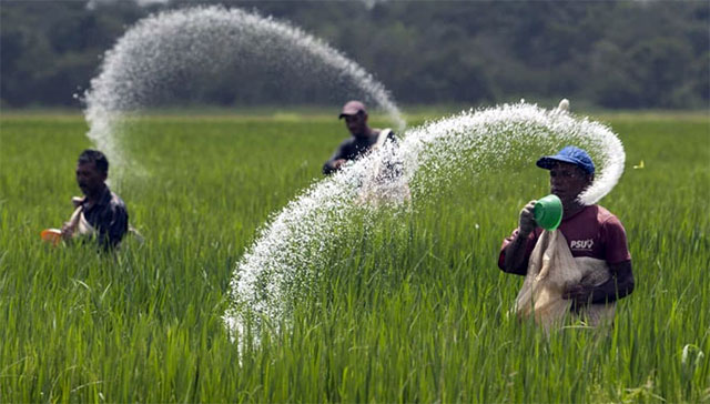 ILUSTRASI - Petani sedang memupuk padi (FOTO: mypsdc)