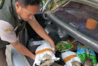 Penyeludupan 6 ekor burung elang yang berhasil digagalkan petugas gabungan. | Foto: Dok Istimewa
