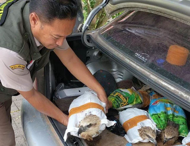 Penyeludupan 6 ekor burung elang yang berhasil digagalkan petugas gabungan. | Foto: Dok Istimewa