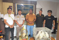 Burung Kakatua Jambul Kuning yang diselundupkan ke Kota Manado lewat jalur laut, berhasil diamankan oleh tim gabungan kepolisian, karantina dan TNI. (foto: istimewa)
