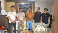 Burung Kakatua Jambul Kuning yang diselundupkan ke Kota Manado lewat jalur laut, berhasil diamankan oleh tim gabungan kepolisian, karantina dan TNI. (foto: istimewa)
