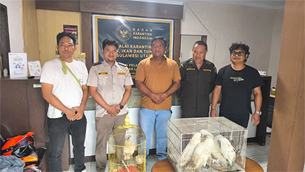 Burung Kakatua Jambul Kuning yang diselundupkan ke Kota Manado lewat jalur laut, berhasil diamankan oleh tim gabungan kepolisian, karantina dan TNI. (foto: istimewa)
